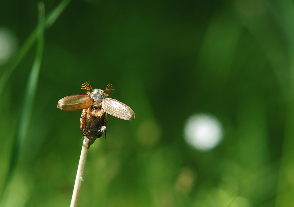 Фотографія *** / Evgeniy Nikitin / photographers.ua