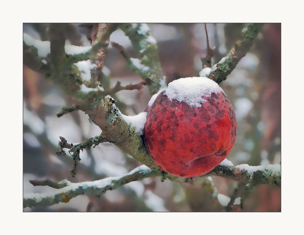 Фотографія Зима со вкусом яблок... / Evgeniy Nikitin / photographers.ua