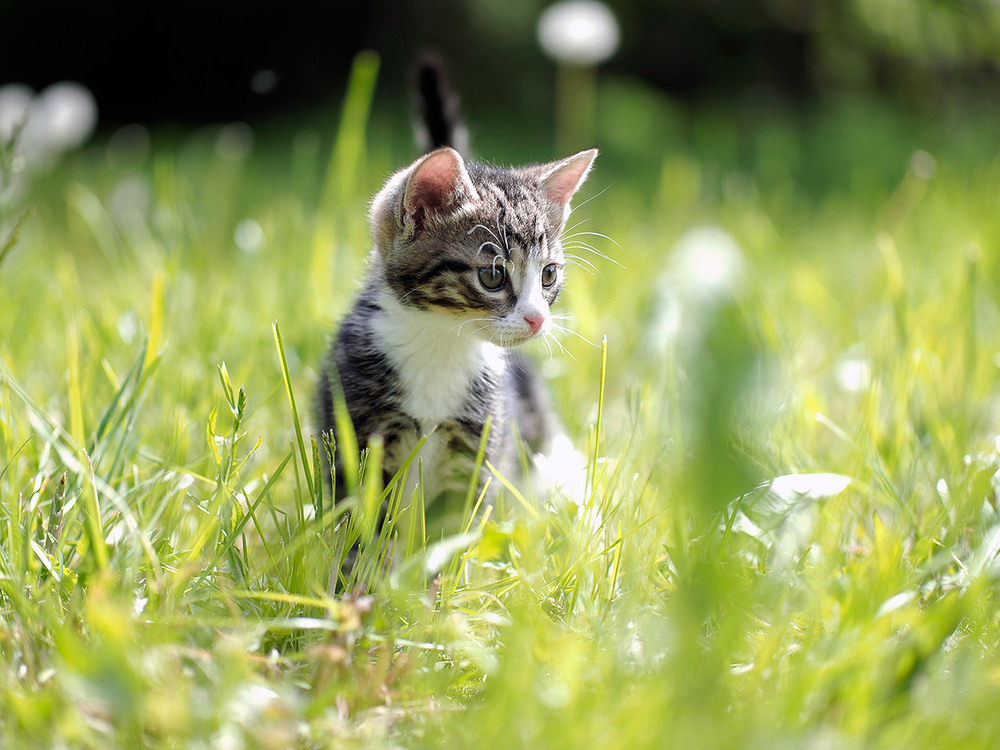 Фотографія Коть... / Evgeniy Nikitin / photographers.ua