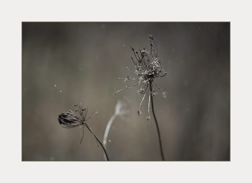 Фотографія dry plant... / Evgeniy Nikitin / photographers.ua