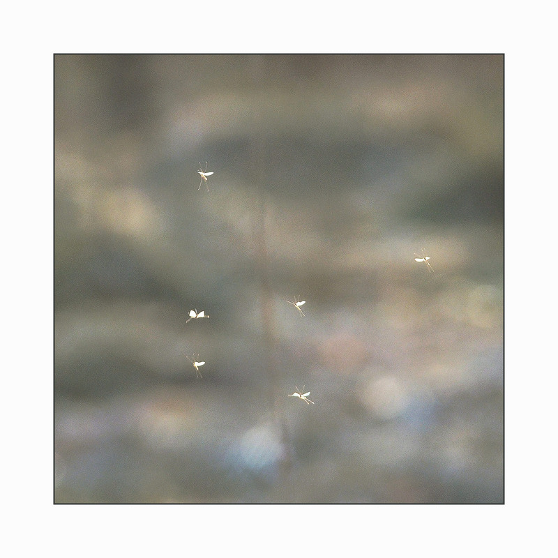 Фотографія ballet... / Evgeniy Nikitin / photographers.ua