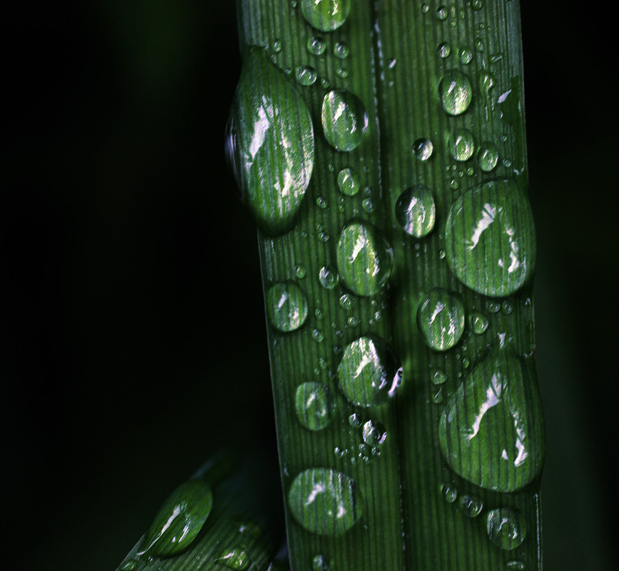 Фотографія *** / Evgeniy Nikitin / photographers.ua