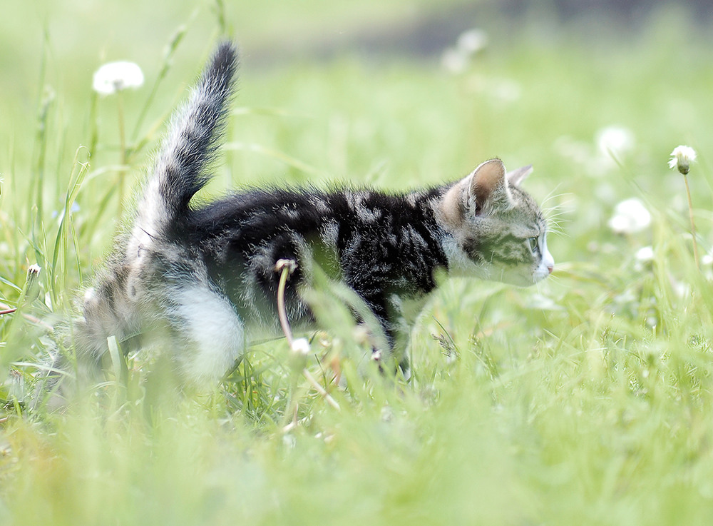 Фотографія Коть... ч.2 / Evgeniy Nikitin / photographers.ua