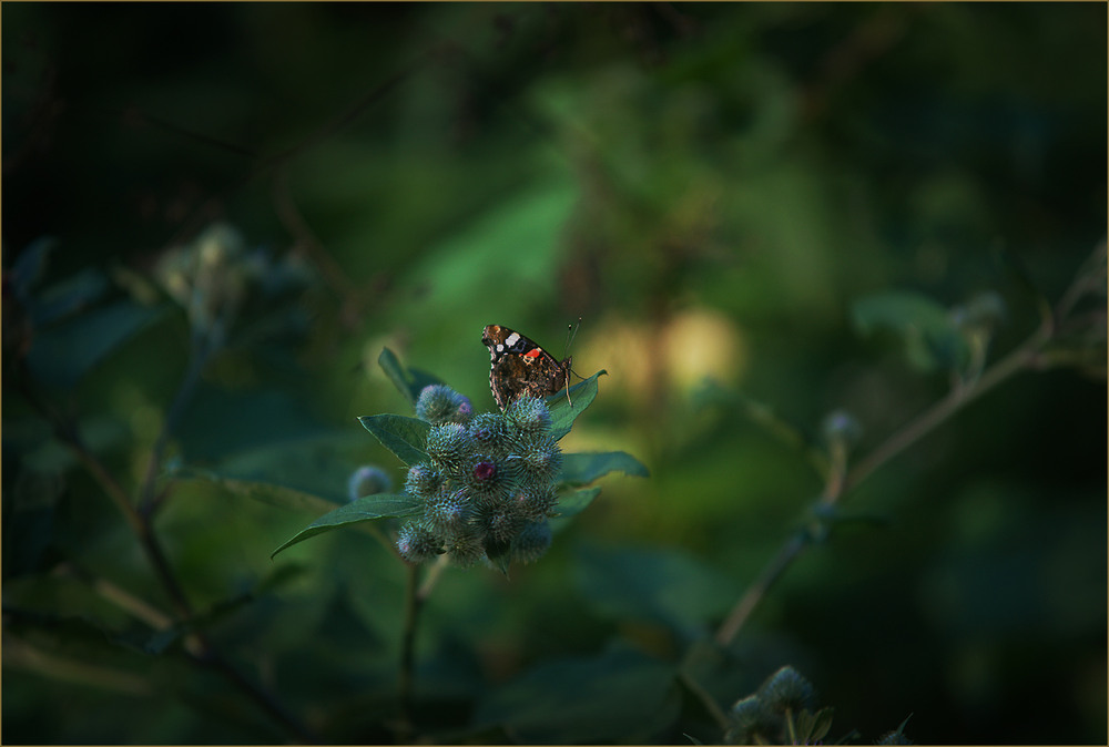 Фотографія *** / Evgeniy Nikitin / photographers.ua