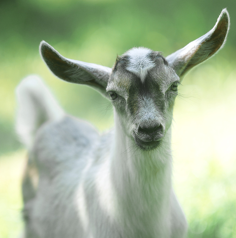 Фотографія *** / Evgeniy Nikitin / photographers.ua