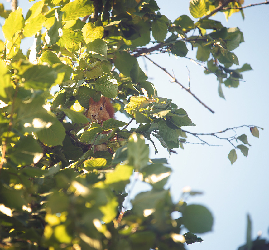 Фотографія Белк... / Evgeniy Nikitin / photographers.ua