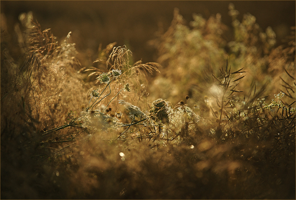 Фотографія sun color... / Evgeniy Nikitin / photographers.ua