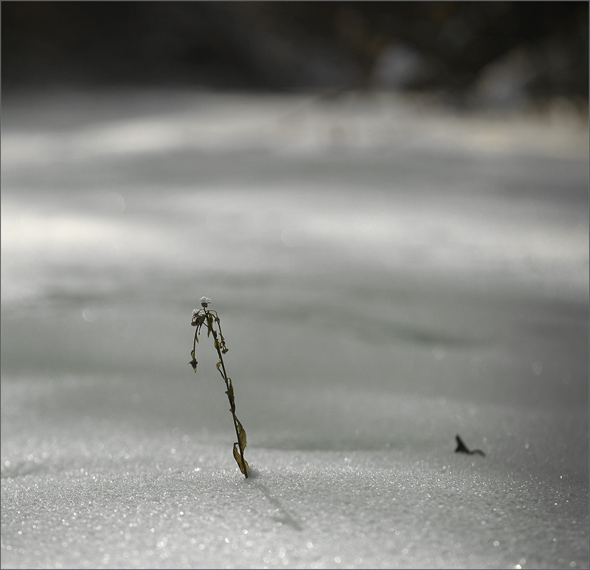 Фотографія Дон Кіхот / Evgeniy Nikitin / photographers.ua