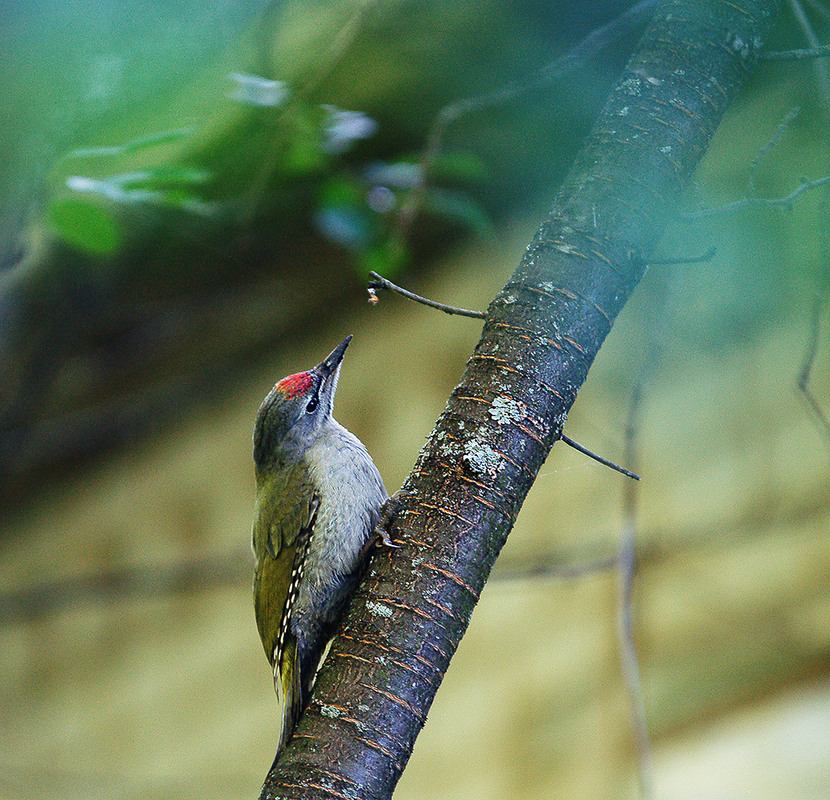 Фотографія Жовна сива (дятел сивий) / Evgeniy Nikitin / photographers.ua