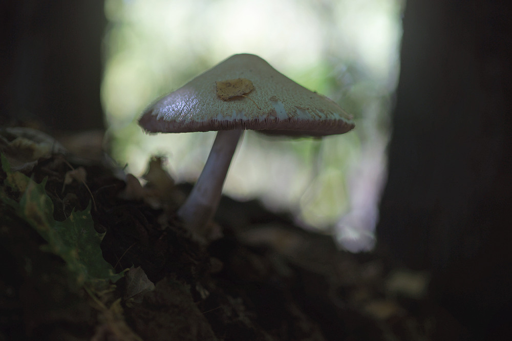 Фотографія *** / Evgeniy Nikitin / photographers.ua