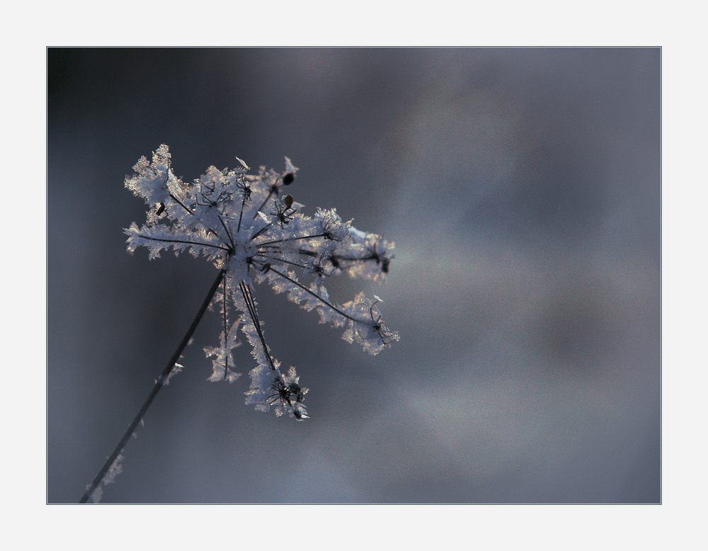 Фотографія *** / Evgeniy Nikitin / photographers.ua