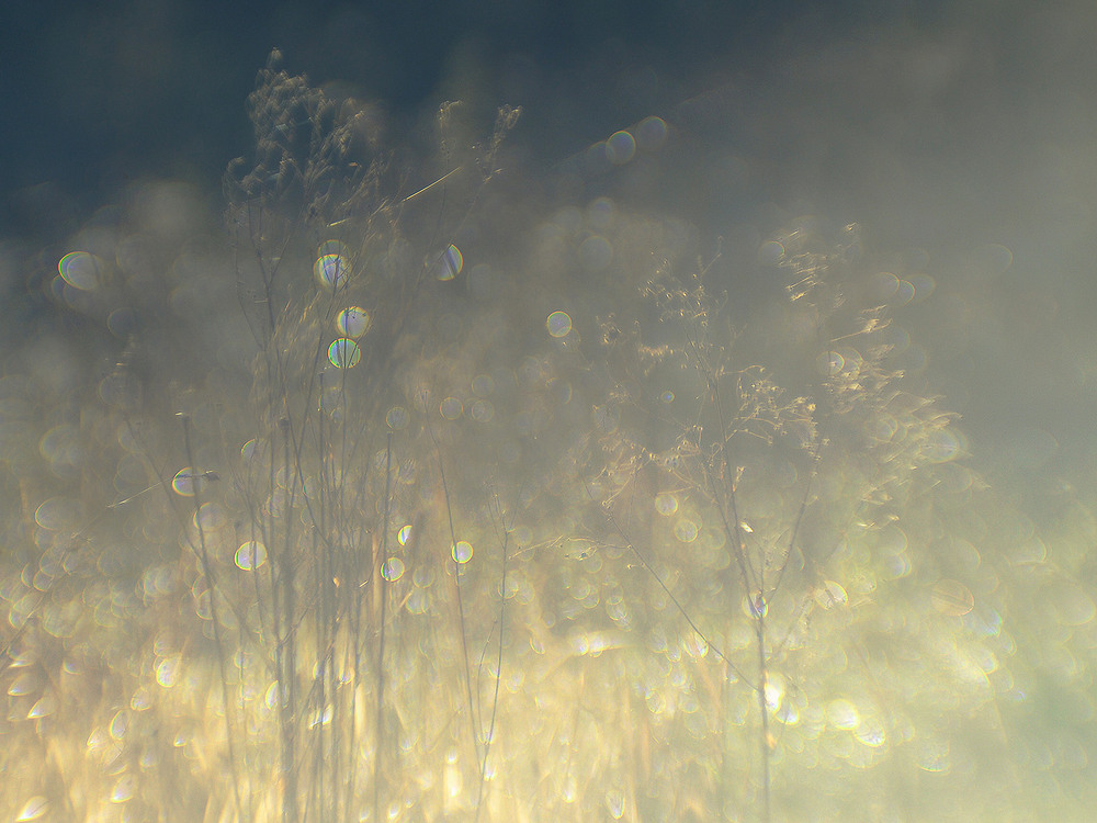 Фотографія *** / Evgeniy Nikitin / photographers.ua