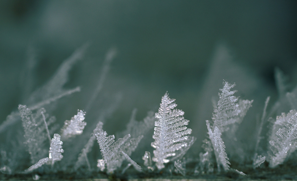 Фотографія *** / Evgeniy Nikitin / photographers.ua