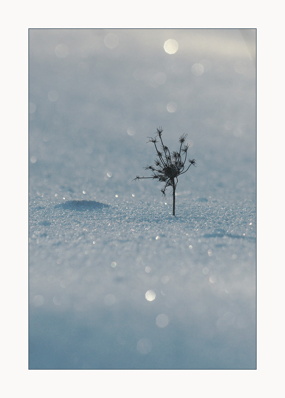 Фотографія *** / Evgeniy Nikitin / photographers.ua