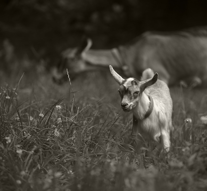 Фотографія Кеша... / Evgeniy Nikitin / photographers.ua