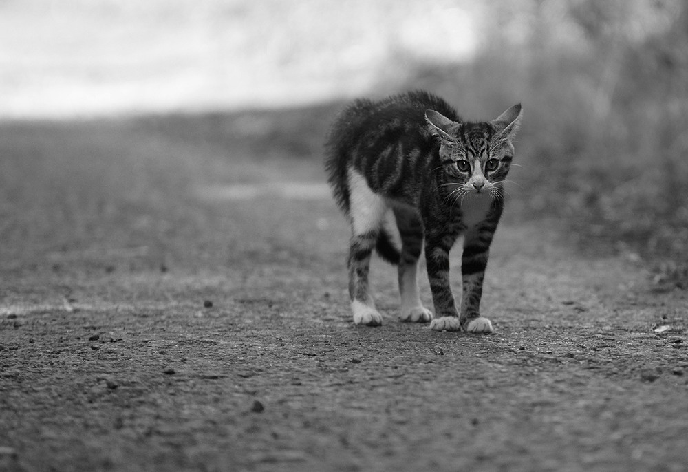 Фотографія Коть... ч.4 / Evgeniy Nikitin / photographers.ua