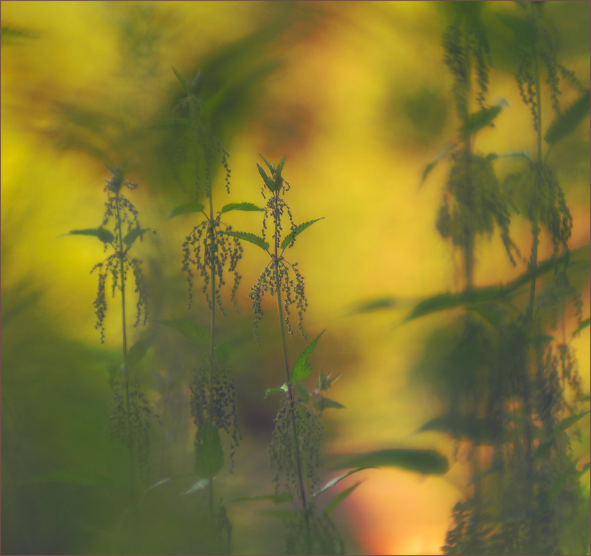 Фотографія *** / Evgeniy Nikitin / photographers.ua