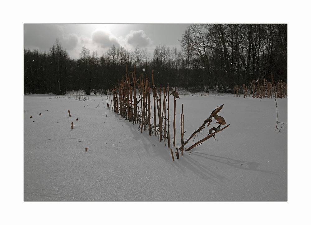 Фотографія про кукурузу... / Evgeniy Nikitin / photographers.ua