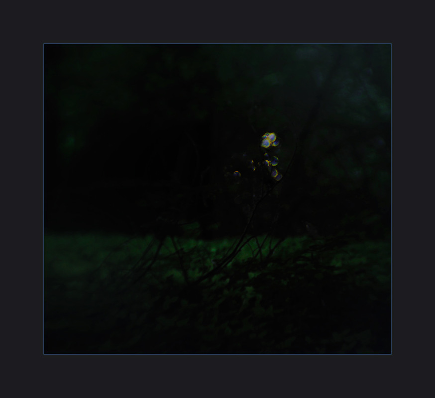 Фотографія десь на Івана Купала... / Evgeniy Nikitin / photographers.ua