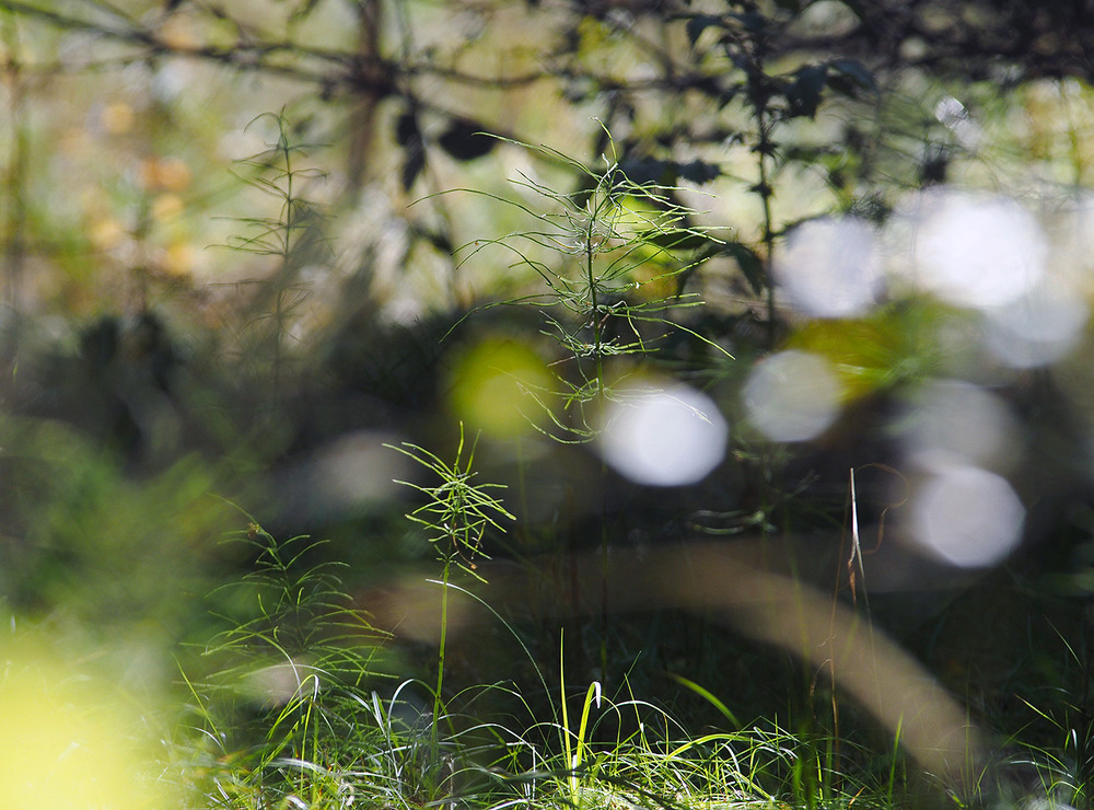 Фотографія *** / Evgeniy Nikitin / photographers.ua