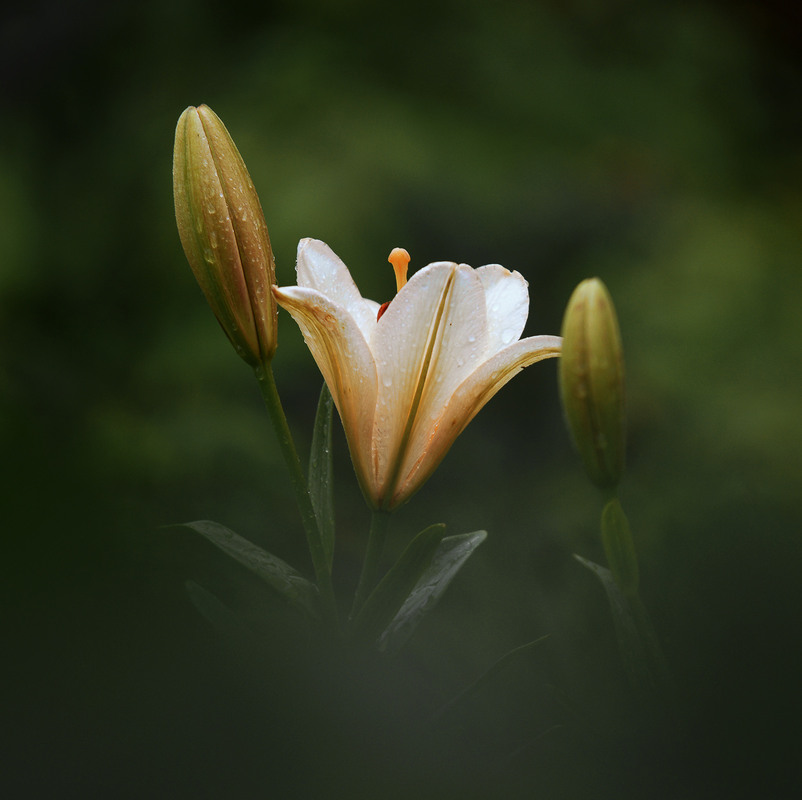 Фотографія *** / Evgeniy Nikitin / photographers.ua