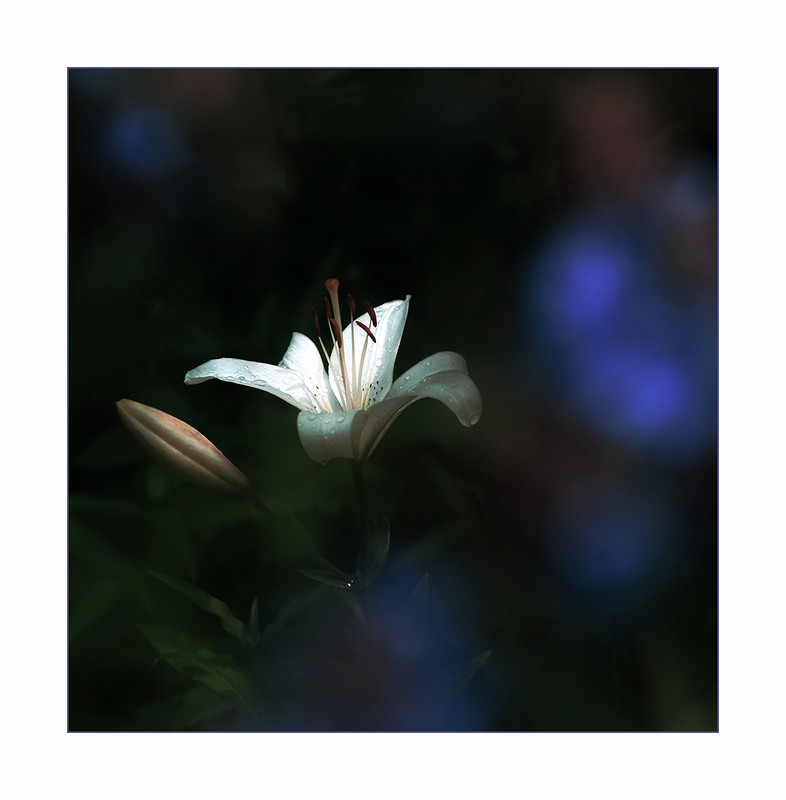 Фотографія *** / Evgeniy Nikitin / photographers.ua