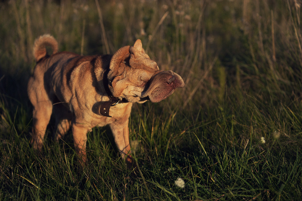 Фотографія про шар-пея... / Evgeniy Nikitin / photographers.ua