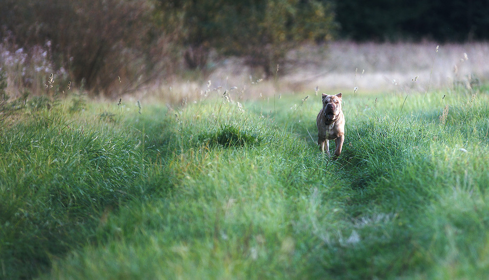 Фотографія *** / Evgeniy Nikitin / photographers.ua