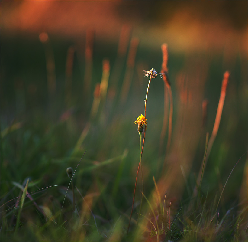 Фотографія *** / Evgeniy Nikitin / photographers.ua