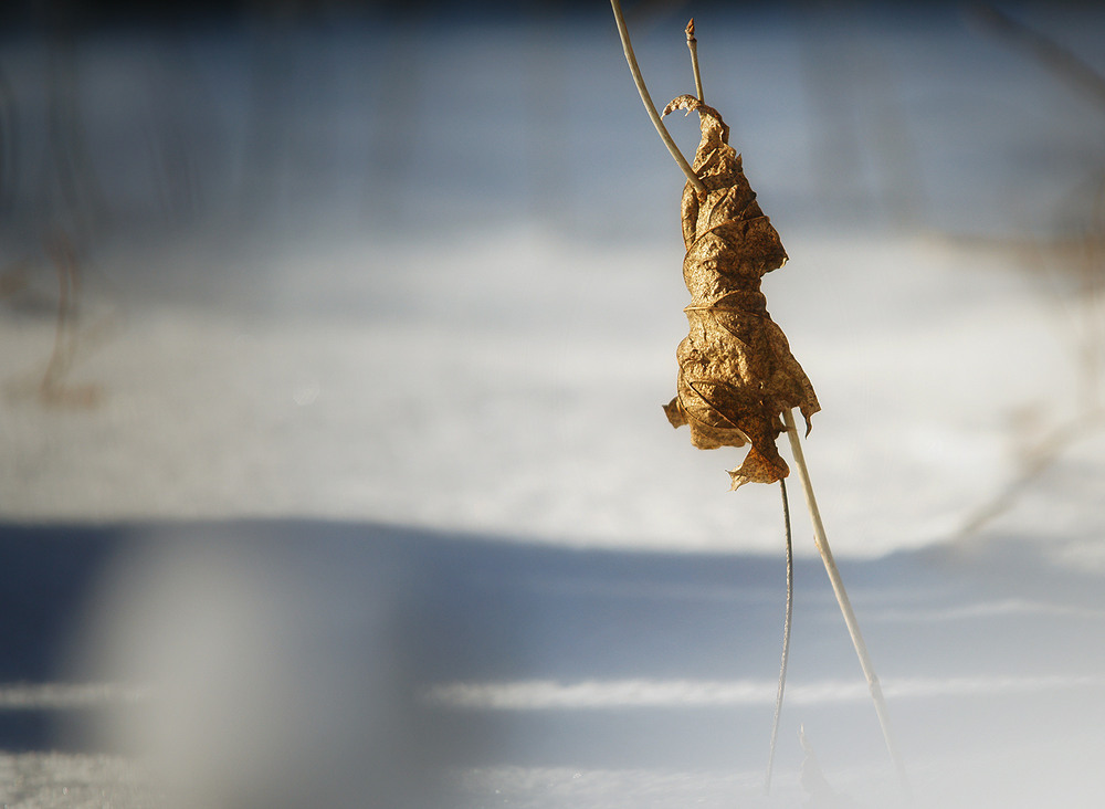 Фотографія stranger... / Evgeniy Nikitin / photographers.ua