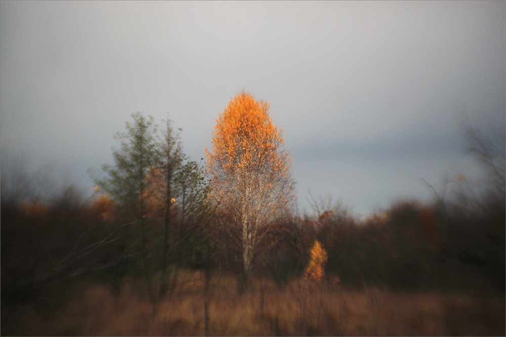 Фотографія *** / Evgeniy Nikitin / photographers.ua