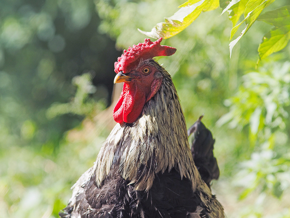Фотографія про Петровича... / Evgeniy Nikitin / photographers.ua