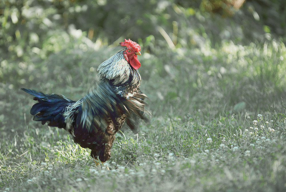 Фотографія Петрович... / Evgeniy Nikitin / photographers.ua