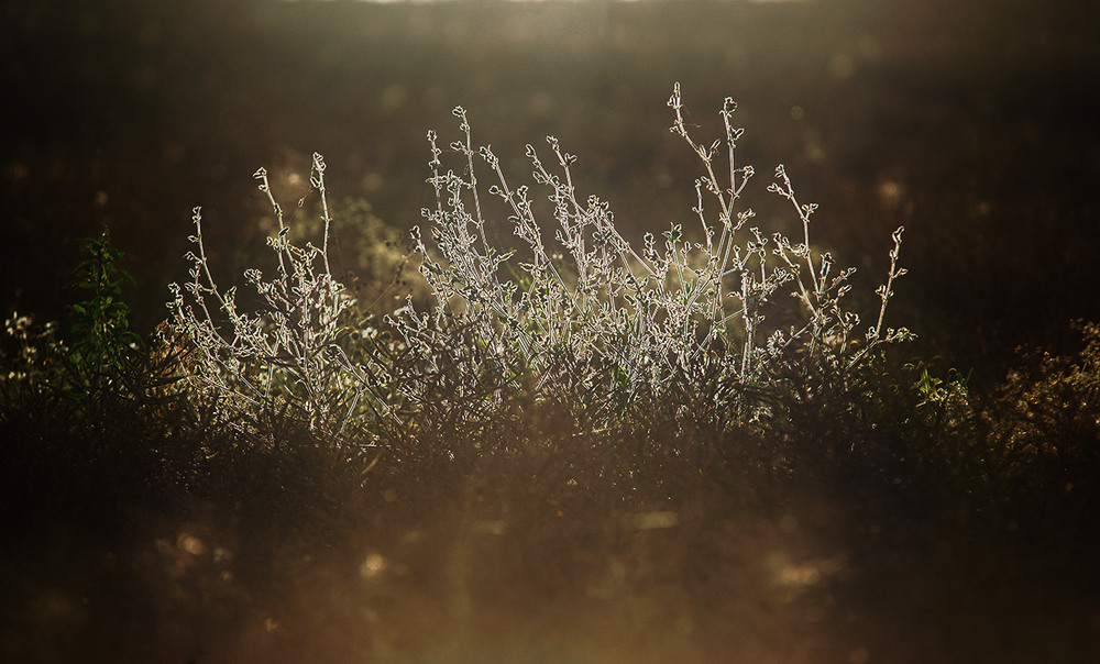 Фотографія *** / Evgeniy Nikitin / photographers.ua