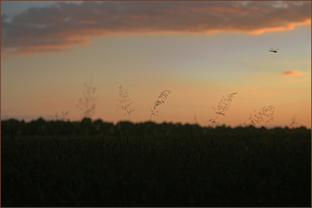Фотографія *** / Evgeniy Nikitin / photographers.ua