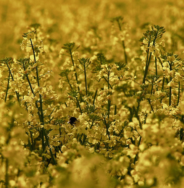 Фотографія *** / Evgeniy Nikitin / photographers.ua