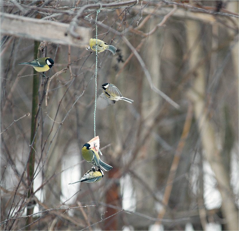 Фотографія Сало-сила... / Evgeniy Nikitin / photographers.ua