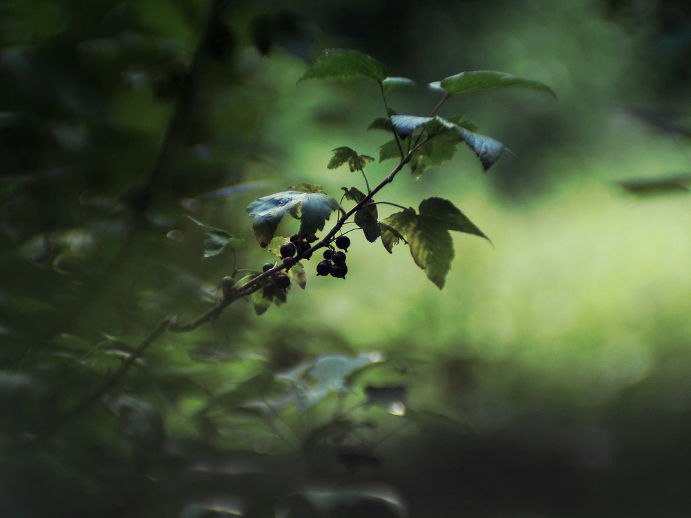 Фотографія *** / Evgeniy Nikitin / photographers.ua