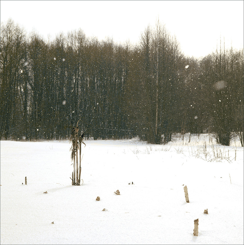 Фотографія *** / Evgeniy Nikitin / photographers.ua