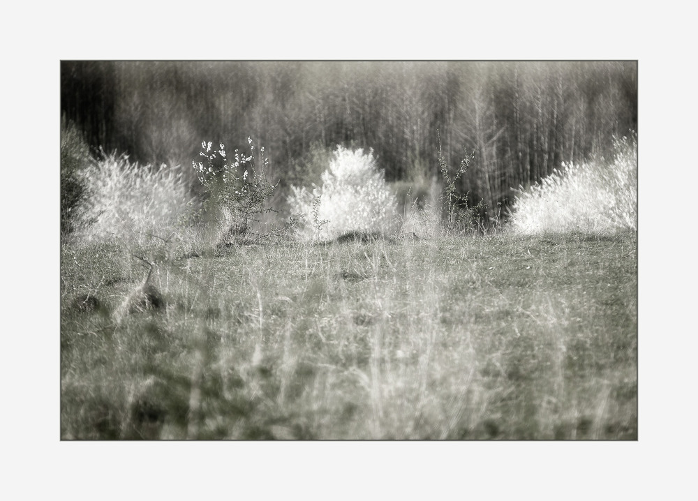 Фотографія Spring scent... / Evgeniy Nikitin / photographers.ua