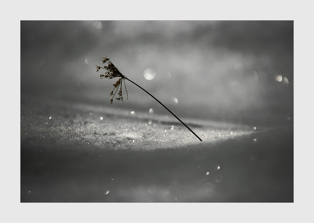 Фотографія *** / Evgeniy Nikitin / photographers.ua