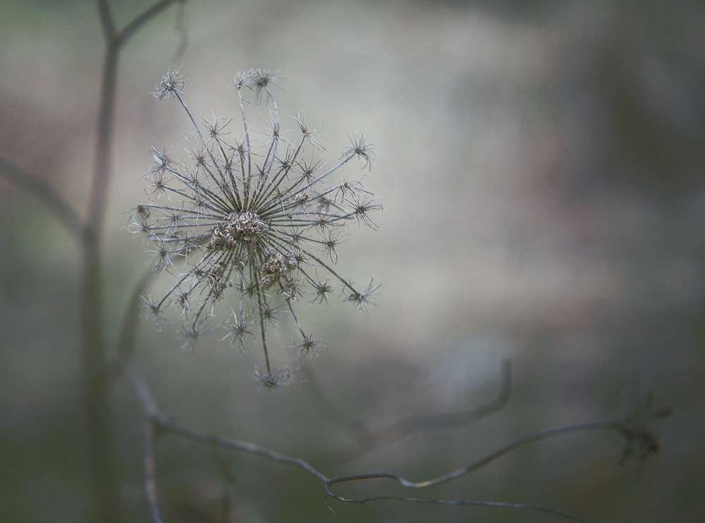 Фотографія *** / Evgeniy Nikitin / photographers.ua