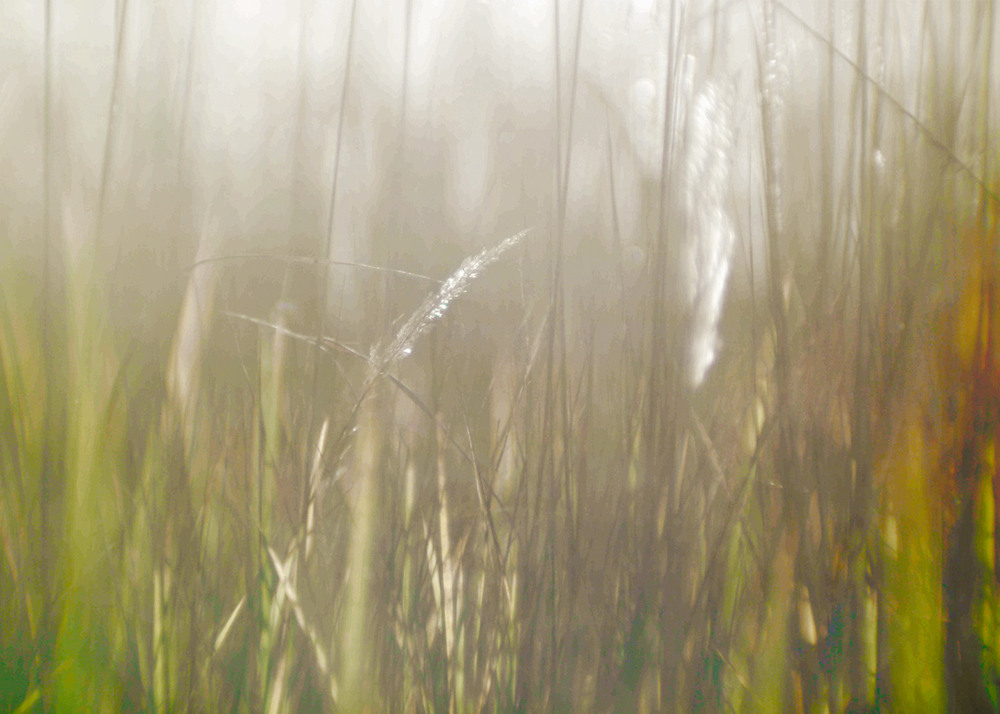 Фотографія *** / Evgeniy Nikitin / photographers.ua