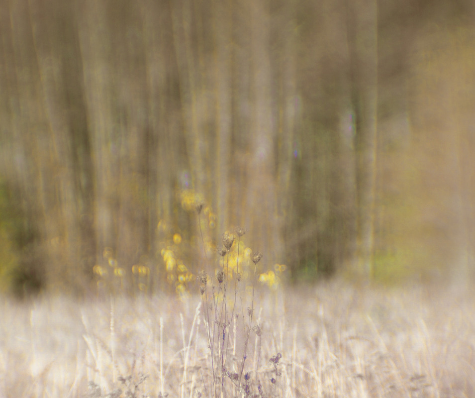 Фотографія no focus... / Evgeniy Nikitin / photographers.ua