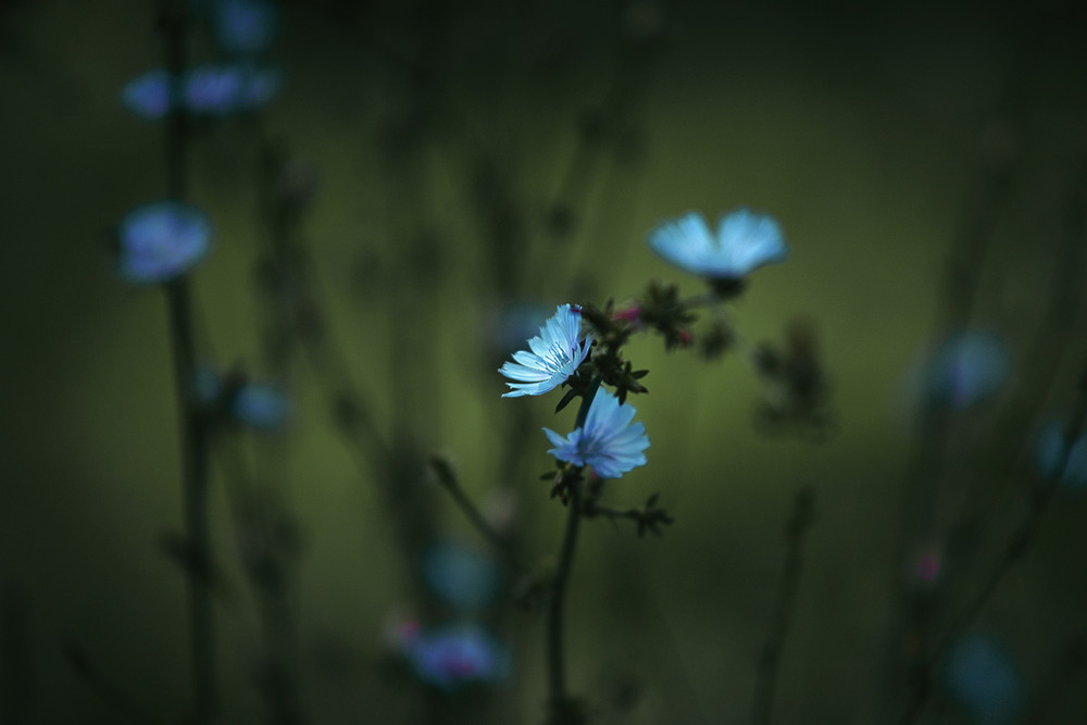 Фотографія про цикорій... / Evgeniy Nikitin / photographers.ua