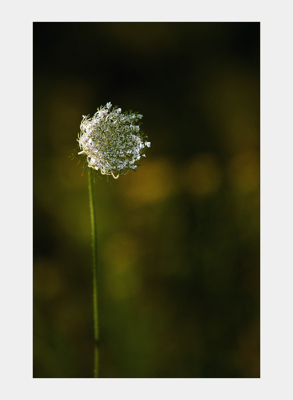 Фотографія one... / Evgeniy Nikitin / photographers.ua