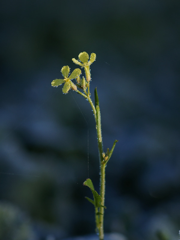 Фотографія *** / Evgeniy Nikitin / photographers.ua
