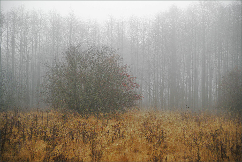 Фотографія *** / Evgeniy Nikitin / photographers.ua