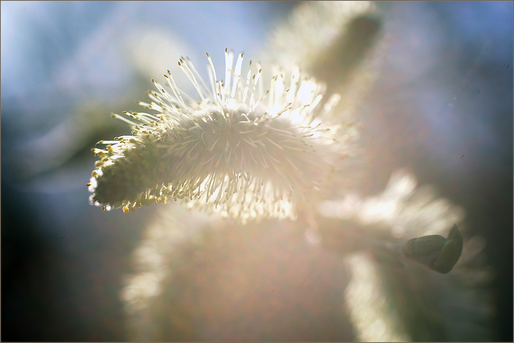 Фотографія *** / Evgeniy Nikitin / photographers.ua