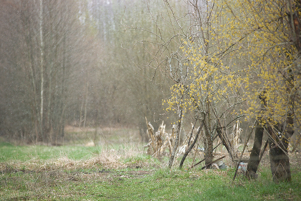 Фотографія про кизил... / Evgeniy Nikitin / photographers.ua